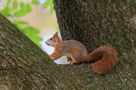 A squirrel rests in the branch fork and observes the surrounding area, squirrel (Sciurus vulgaris), wildlife, Germany