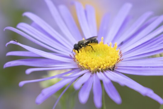 Yellow faced bee (Hylaeus spp.) adult insect on a garden Aster flower in the summer, England, United Kingdom