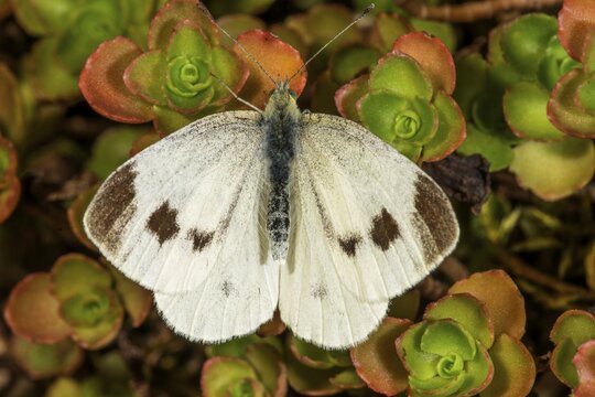 A Small white (Pieris rapae) with dark spots sitting on colourful leaves, Baden-W&uuml;rttemberg, Germany