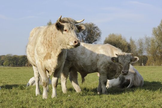 Charolais cattle (Bos primigenius taurus) on a pasture, North Rhine-Westphalia, Germany