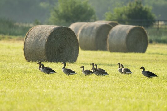 Greylag goose (Anser anser), greylag geese standing in a meadow, hay bales behind, Lower Saxony, Germany