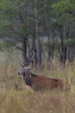 The rut is also a strenuous time for younger red deer (Cervus elaphus), rutting season, marshland, sleep, Germany