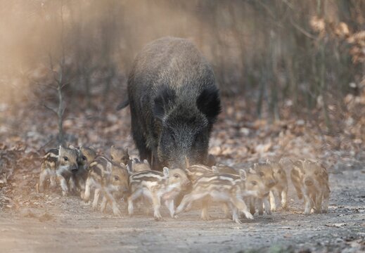 Wild boar, wild boar (Sus scrofa), a wild boar with young boars running along a forest path, Germany
