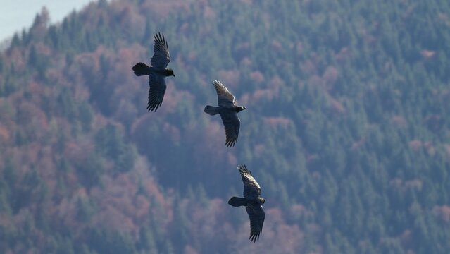 Raven (Corvus corax), flying in the mountains in front of mountain forest, Alps, Upper Bavaria, Germany