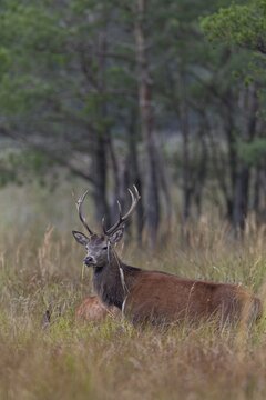 It appears that the young red deer (Cervus elaphus) is watching over its chosen one, rutting season, marshland, Germany