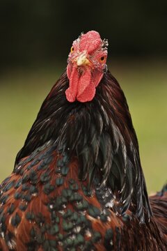 Portrait of a rooster, cock (Gallus gallus)