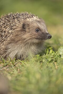 European hedgehog (Erinaceus europaeus) adult animal on a garden lawn, Suffolk, England, United Kingdom
