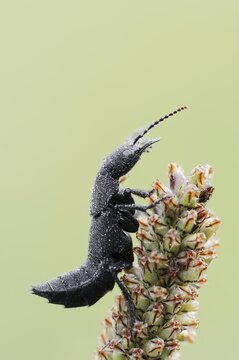 Devil's coach-horse beetle (Ocypus olens) in defence posture, North Rhine-Westphalia, Germany