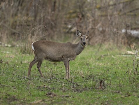 European roe deer (Capreolus capreolus) with winter coat standing in a field copse and looking attentively, wildlife, Thuringia, Germany