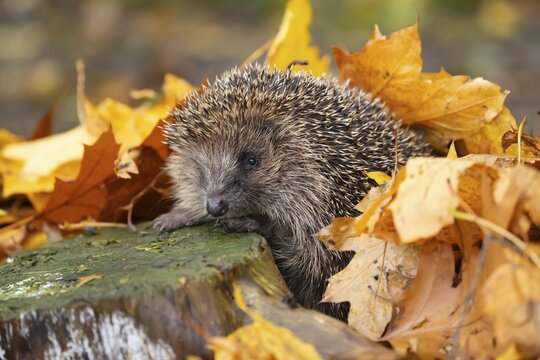 European hedgehog (Erinaceus europaeus) adult animal on fallen autumn leaves in a garden, Suffolk, England, United Kingdom