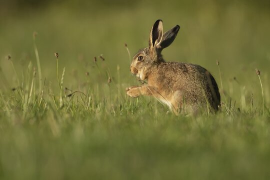 European brown hare (Lepus europaeus) juvenile leveret in a grassland meadow, Suffolk, England, United Kingdom