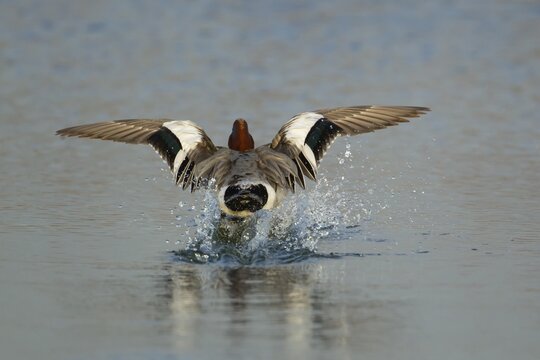 Eurasian wigeon duck (Mareca penelope) adult male bird landing on a lake, Norfolk, England, United Kingdom