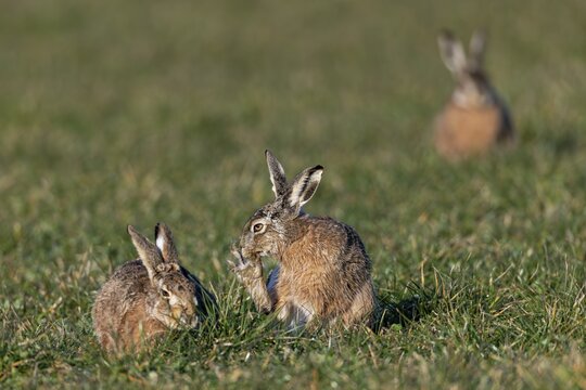 The wild activity of the brown hare (Lepus europaeus) during the rutting season is repeatedly interrupted by feeding and grooming phases, mating season, morning light, rutting season, spring, Germany
