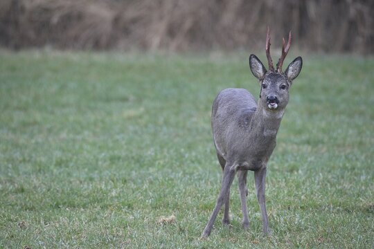 Roe deer (Capreolus capreolus) buck with freshly swept, still red antlers and bast remains secured on the meadow, Allg&auml;u, Bavaria, Germany, Allg&auml;u, Bavaria, Germany