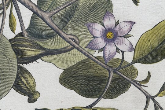 Flower, aubergine (Solanum melongena) or egg plant, hand-coloured copperplate engraving by Basilius Besler, from Hortus Eystettensis, 1613