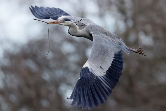 Grey heron (Ardea cinerea) flying with nesting material, wildlife, Germany