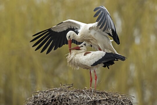White stork (Ciconia ciconia) mating on the nest, Hesse, Germany