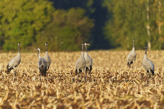 Cranes march in a line across a field in morning light, Crane (Grus grus) wildlife, Western Pomerania Lagoon Area National Park, Zingst, Mecklenburg-Western Pomerania, Germany