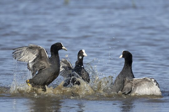 Eurasian coot (Fulica atra) three adult birds fighting on a lagoon, RSPB Minsmere nature reserve, Suffolk, England, United Kingdom