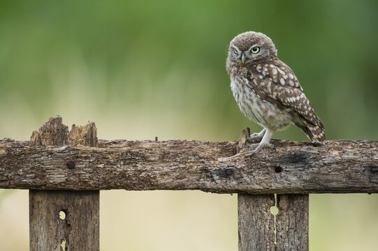 Little owl, Athena noctua