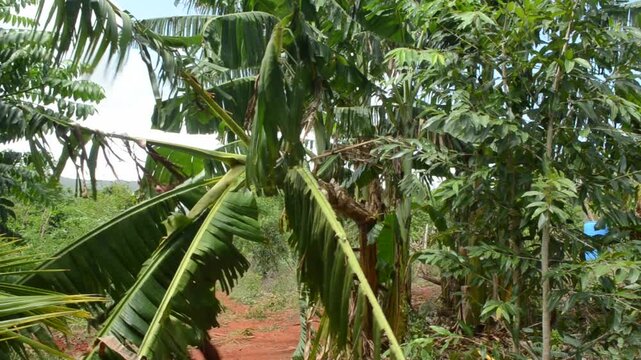 Removing Plantain Bunch From Its Tree