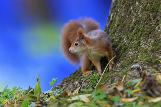 A squirrel peeks at a mossy trunk against a bright blue background, squirrel (Sciurus vulgaris), wildlife, Germany