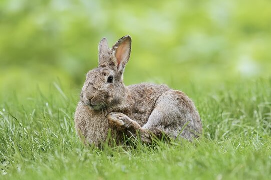 Wild rabbit (Oryctolagus cuniculus) in a meadow, North Rhine-Westphalia, Germany
