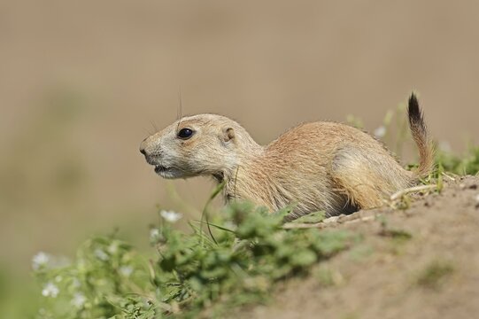 Black-tailed prairie dog (Cynomys ludovicianus), juvenile, captive, occurrence in North America