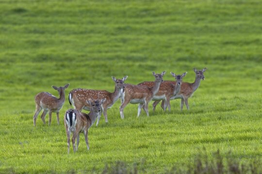 A fallow deer spike (Dama dama) and five fallow deer have moved onto a grazing area in the evening, the animals are still wearing their strikingly spotted summer coats, September, Germany