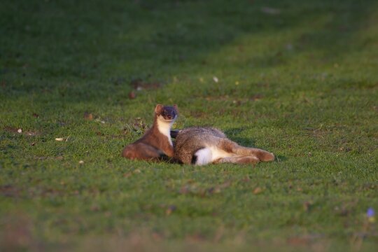 Stoat or Eurasian ermine (Mustela erminea) adult mustelid mammal with its prey for food of a rabbit on grassland, England, United Kingdom