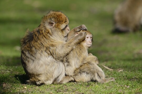 Barbary macaque or magot (Macaca sylvanus), female with young animal grooming, captive, occurring in Morocco, Algeria and Gibraltar