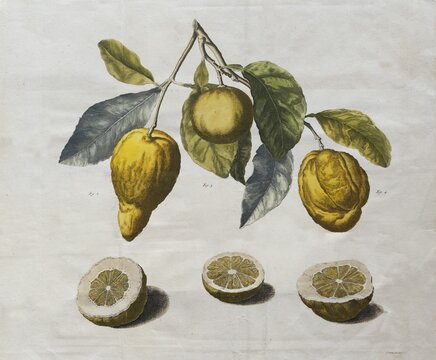 Depiction of various citrus fruits, lemons, cut open and hanging on branches, hand-colored copper engraving by Pieter de la Court van der Voor from Byzondere &Auml;nmerkingen over het &Auml;nleggen van Pragtige en gemeene Landhuizen, Lusthoven, Plantagien en &Auml;nklevende Cier&auml;den, Leiden, the Netherlands, 1737