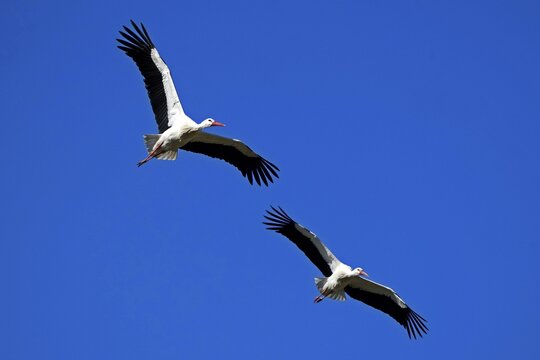 Two storks flying parallel in the blue sky, white stork (Ciconia ciconia), wildlife, Germany