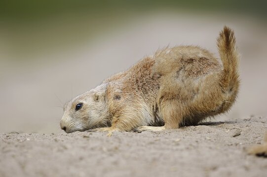 Black-tailed prairie dog (Cynomys ludovicianus), captive, occurring in North America