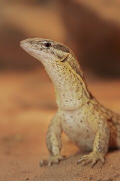 Spiny-tailed monitor (Varanus acanthurus), captive, occurring in Australia