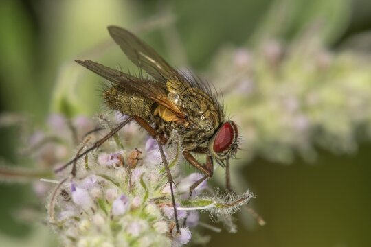 Angelica fly (Phaonia angelicae) male on horse mint (Mentha longifolia), Baden-W&uuml;rttemberg, Germany