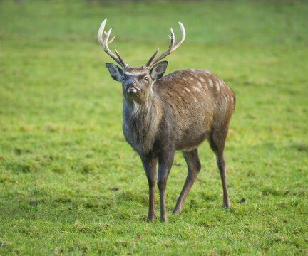 Sika Deer (Cervus nippon), flehmening, captive, Lower Saxony, Germany