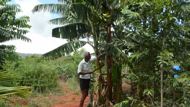To Harvest A Plantain Bunch, A Senior Woman is Cutting The Plantain Tree With A Machete, 
