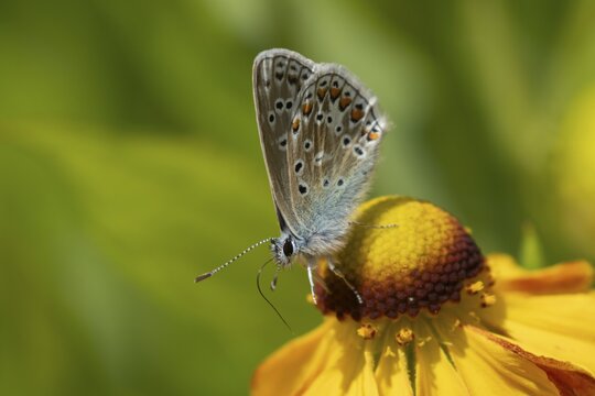 Common blue butterfly (Polyommatus icarus) adult insect on a Helenium garden flower in summer, England, United Kingdom