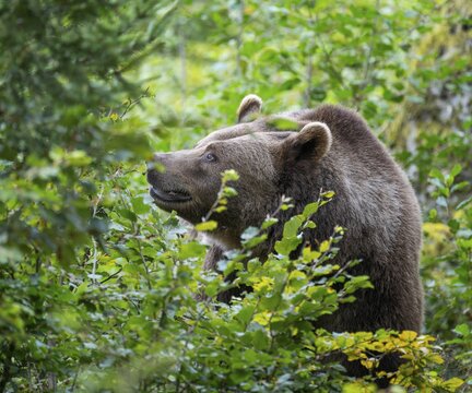 Brown bear (Ursus arctos) standing in the undergrowth, captive, Bavarian Forest National Park, Bavaria, Germany