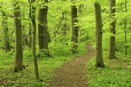 Hiking trail winds through semi-natural deciduous forest, UNESCO World Heritage Primeval Beech Forests in the Carpathians and Ancient Beech Forests in Germany, Hainich National Park, Thuringia, Germany
