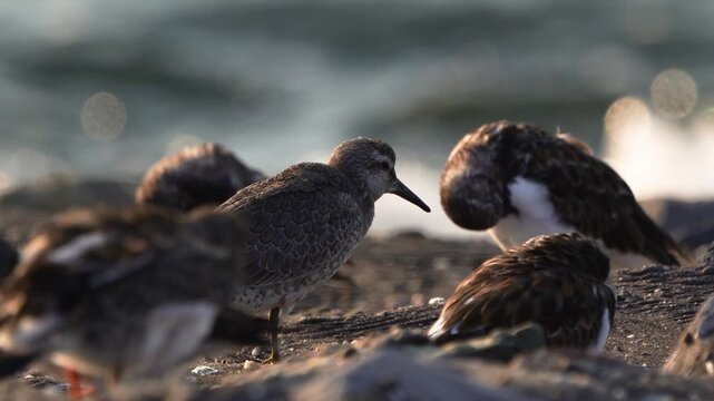 A red knot or just knot (Calidris canutus) in winter plumage standing by the sea and opening its beak several times
