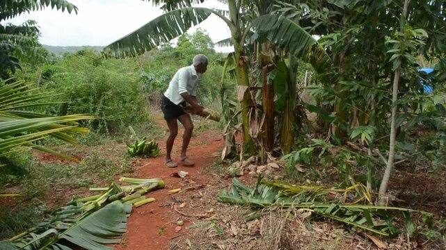 Disposing Of Plantain Plant Remains After Harvesting