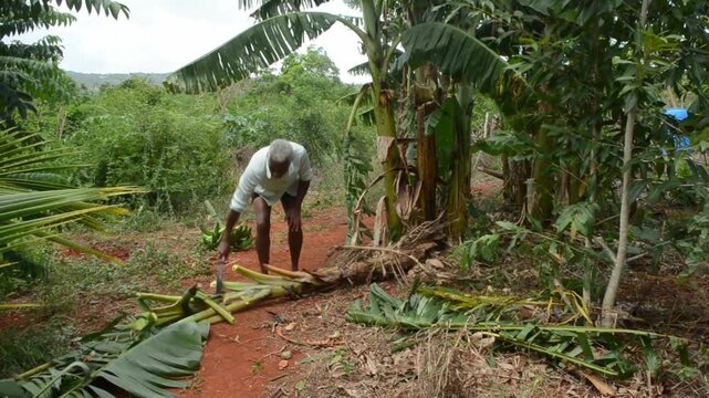 Cutting The Plantain Pseudostem In Small Pieces For Disposal 