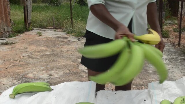 Displaying A Hand Of Plantain with Green Unripe and a Yellow Ripe Fruits 