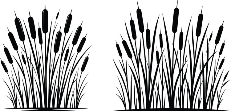 Black silhouette of cattail plants and reeds
