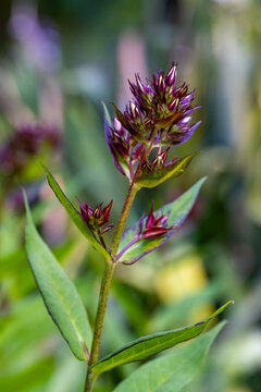 Detail of undeveloped buds of the perennial willowherb (Latin: Swertia perennis, formerly Veratrum or locally referred to similarly as willowherb), which is characterized by dark purple to violet caly