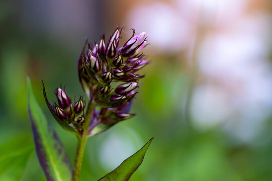 Detail of undeveloped buds of the perennial willowherb (Latin: Swertia perennis, formerly Veratrum or locally referred to similarly as willowherb), which is characterized by dark purple to violet caly