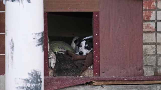 A black and white dog lies resting inside a wooden doghouse with bedding, looking out with sad eyes. Concept of animal shelter life, loneliness, stray adoption, and need for care.
