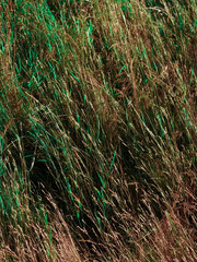 Obraz premium Wild grass field creating a natural texture. Brown and green blades mixing together as a dense and organic backdrop in a scenic outdoor environment